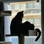 Small Apartment, Happy Cats: Enrichment Ideas for Small Spaces