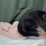 How to Play With Your Cat (So It Actually Helps Them)