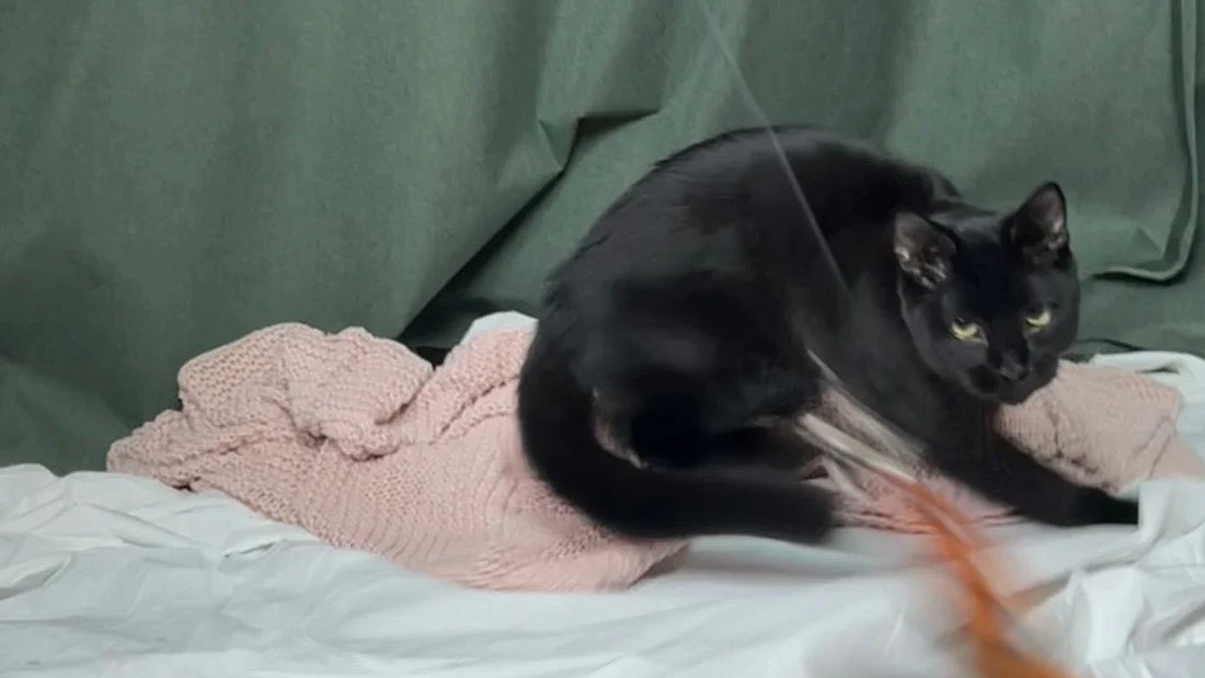 How to Play With Your Cat (So It Actually Helps Them)