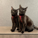 How to Teach Your Cat to Sit!