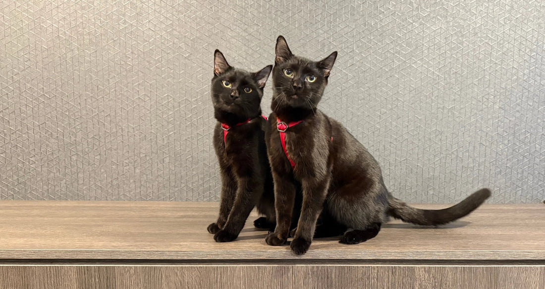 How to Teach Your Cat to Sit!