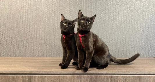 How to Teach Your Cat to Sit!