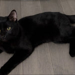 Cat Behaviour & Misconceptions