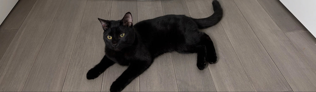 Cat Behaviour & Misconceptions