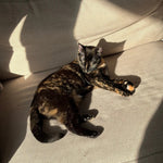 Cat Enrichment: Keep Indoor Cats Happy, Calm, and Engaged