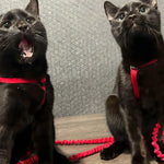 Cat Training for Beginners: A Guide