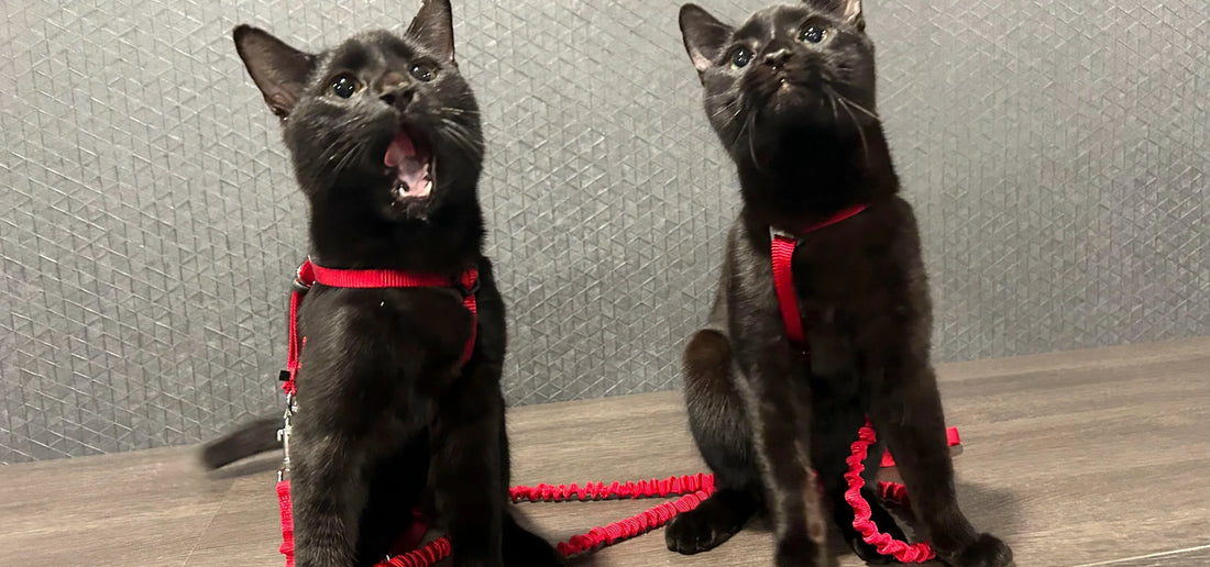 Cat Training for Beginners: A Guide