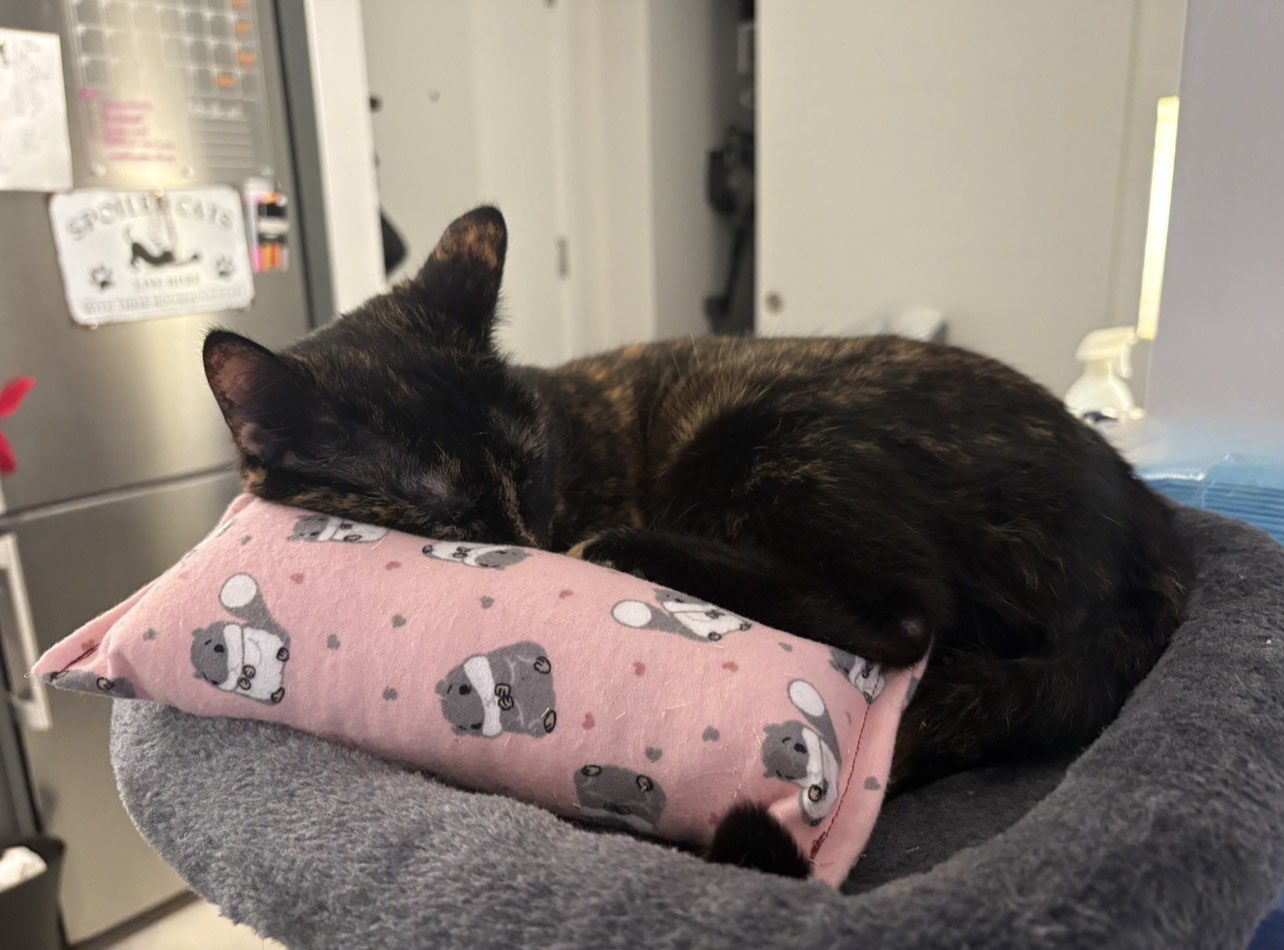 Catnip-free Collection