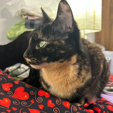 Sweethearts Exclusive Pillow